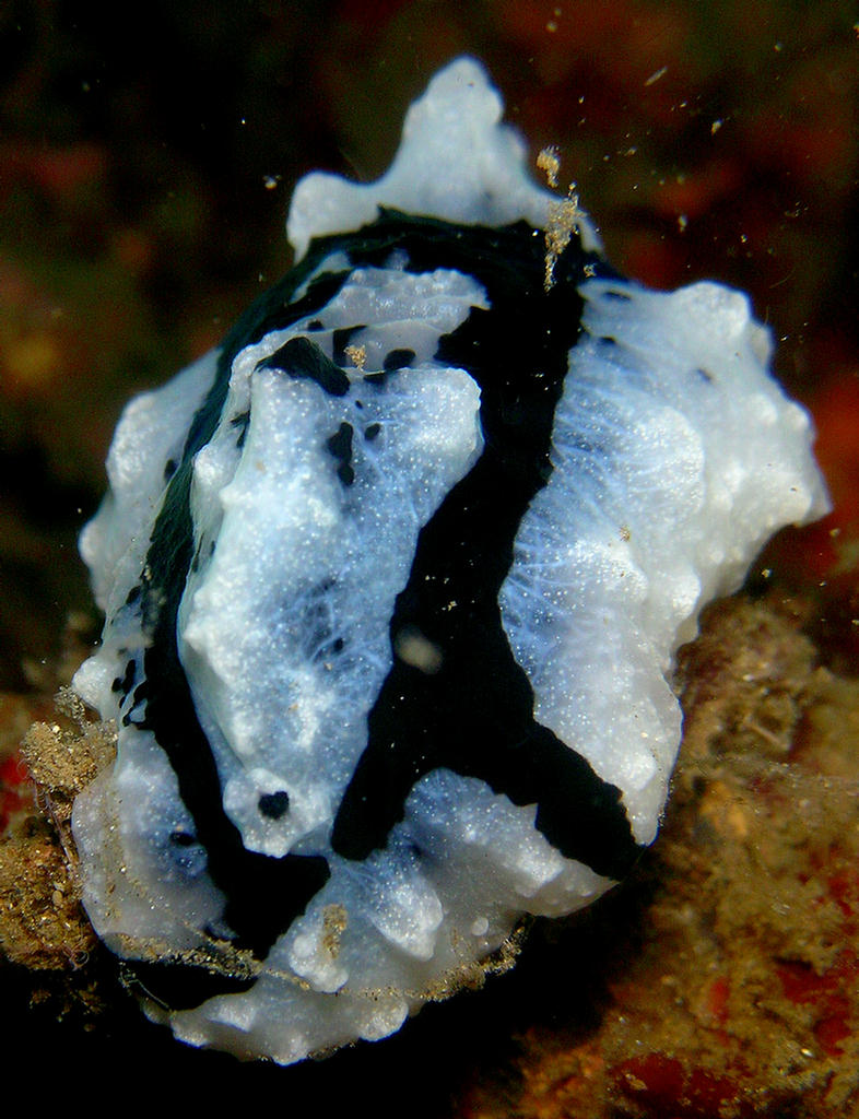 Phyllidiopsis shireenae